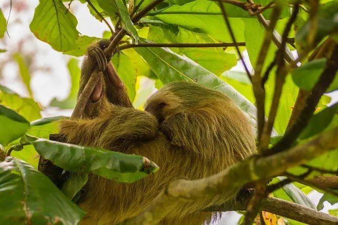 Sloth Sanctuary Costa Rica